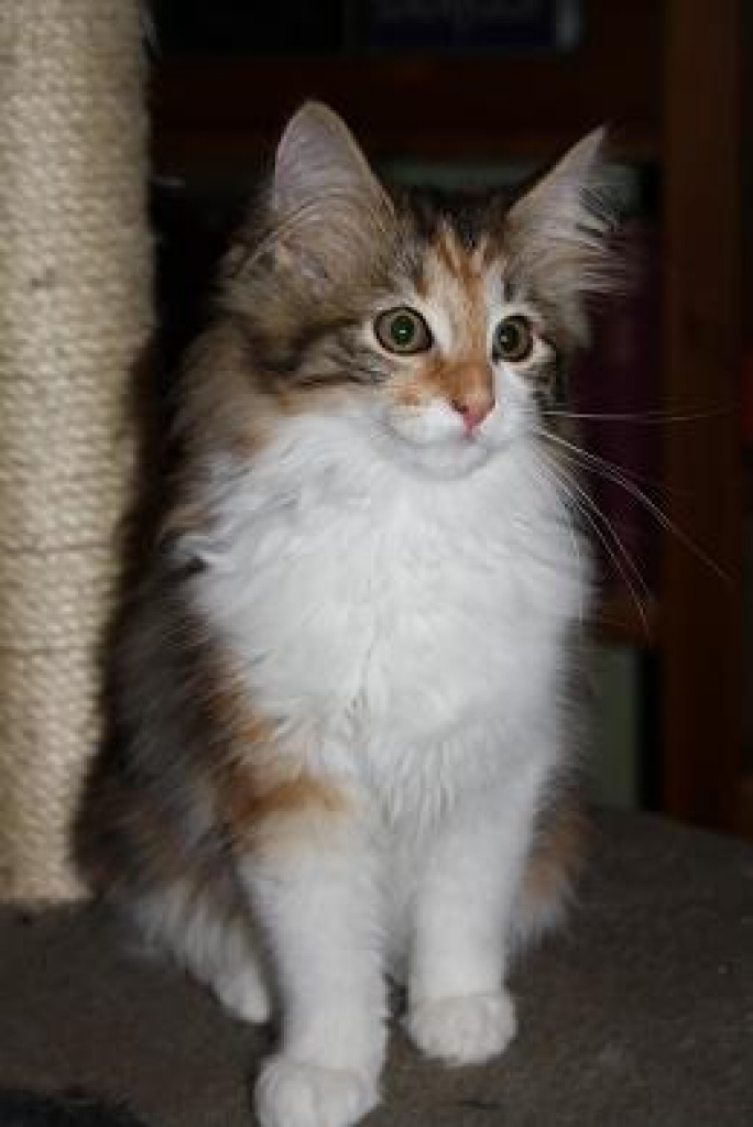 Norwegische Waldkatzen suchen neues zuhause... - Katzen - Kamen