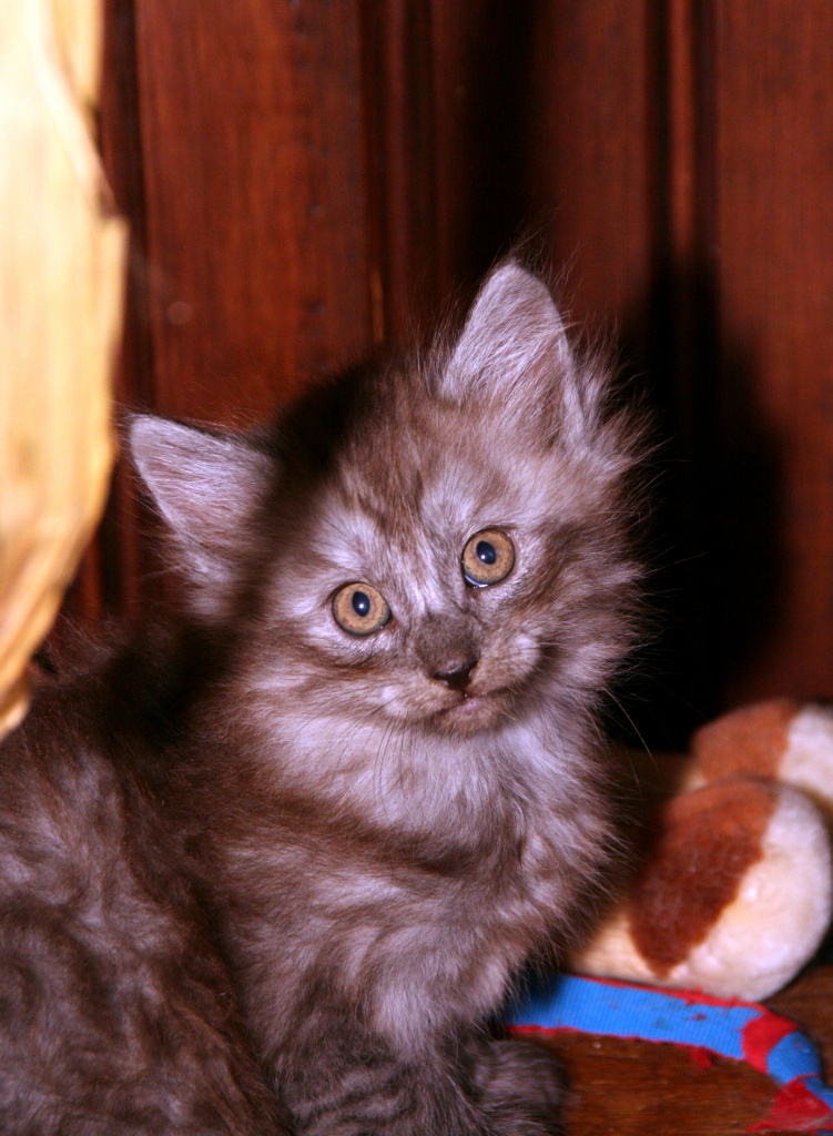 Verkaufen Norwegische Waldkatzen Babys  - Kitten - Katzen - Heiligenstadt in Oberfranken