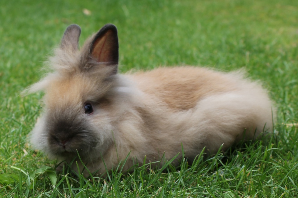 Löwenköpfchen Löwchen Zwergkaninchen - Nagetiere - Schkopau