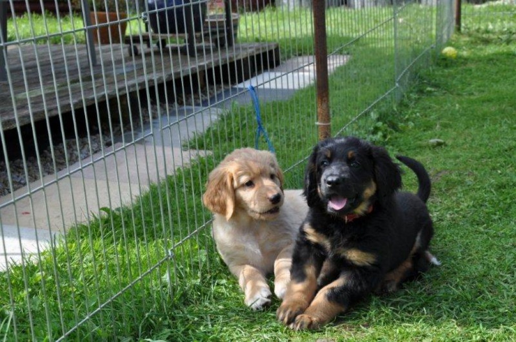 Hovawartwelpen mit HZD/VDH Papieren - Hunde - Dortmund