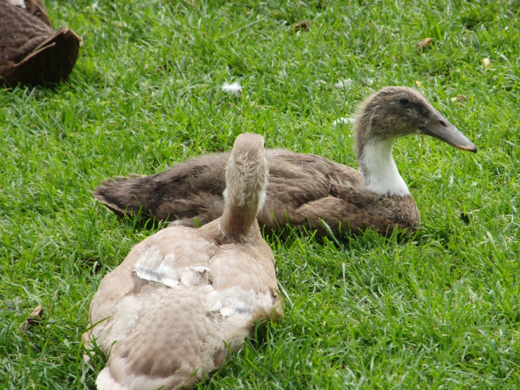 Laufenten aus Hobbyzucht - Nutztiere - Zühlsdorf