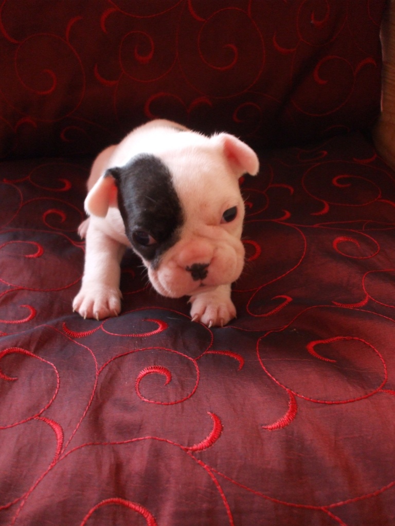 ♥♥ 1 von 6 Französische Bulldoggen suchen ein nettes Heim ♥	 - Hunde - Berlin