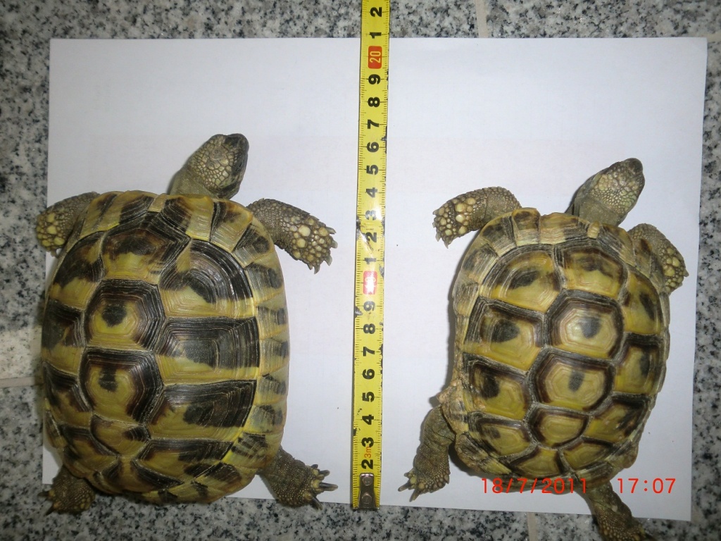 2 Griechische Landschildkröten Böcke 6 Jahre mit Papiere - Reptilien - Detmold