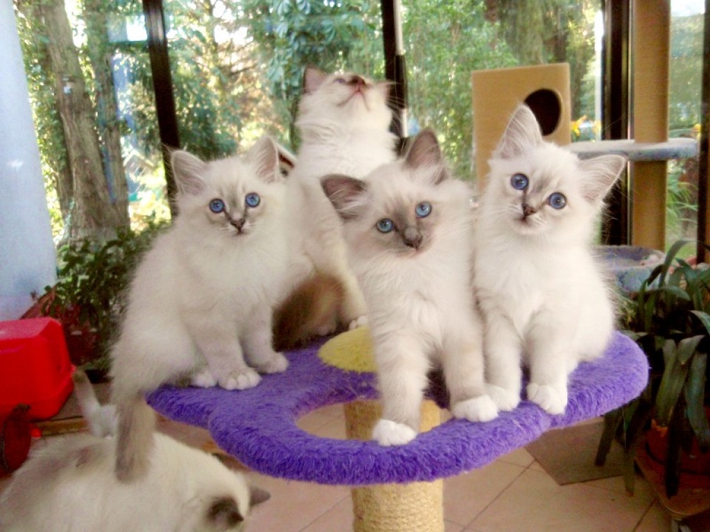 Birmabande sucht neue Abenteuerspielplätze - Katzen - Berlin
