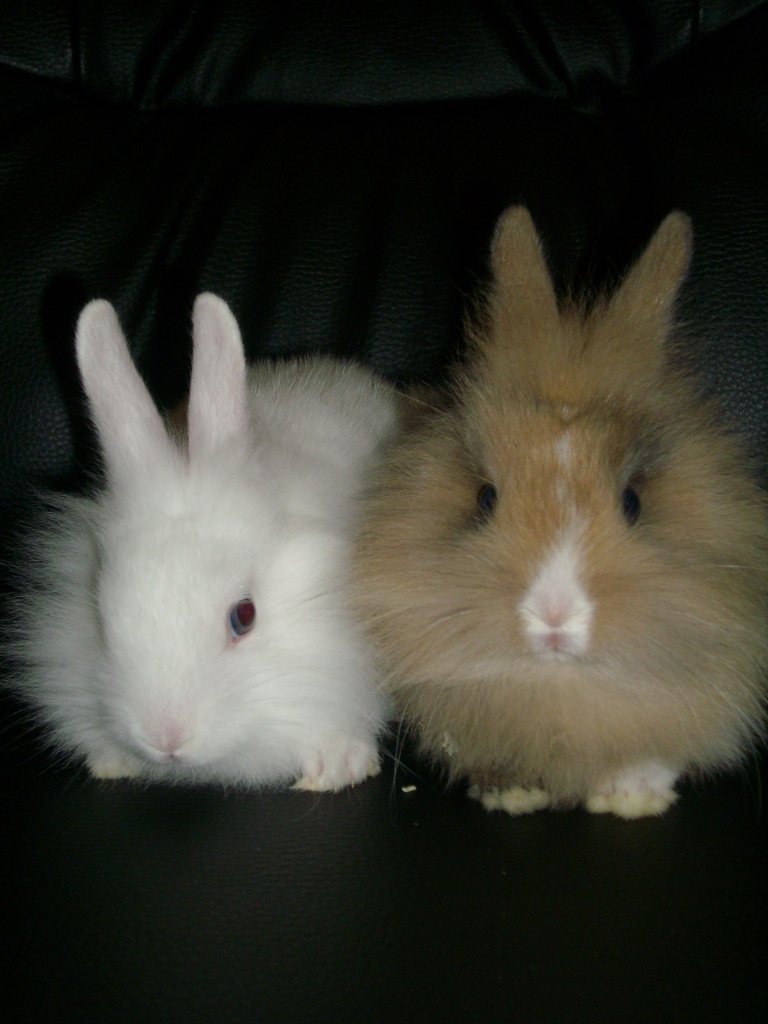 Süße Hasenbabys - Nagetiere - nordstraße 136