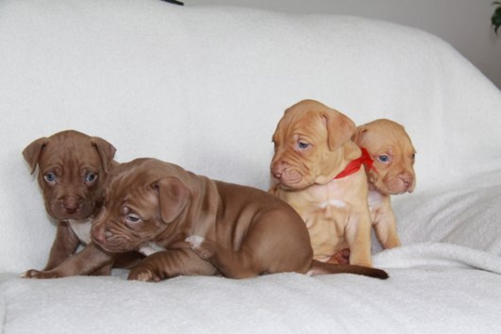 S   sse Amerikanischer Pit Bull Terrier Welpen - Hunde - Berlin