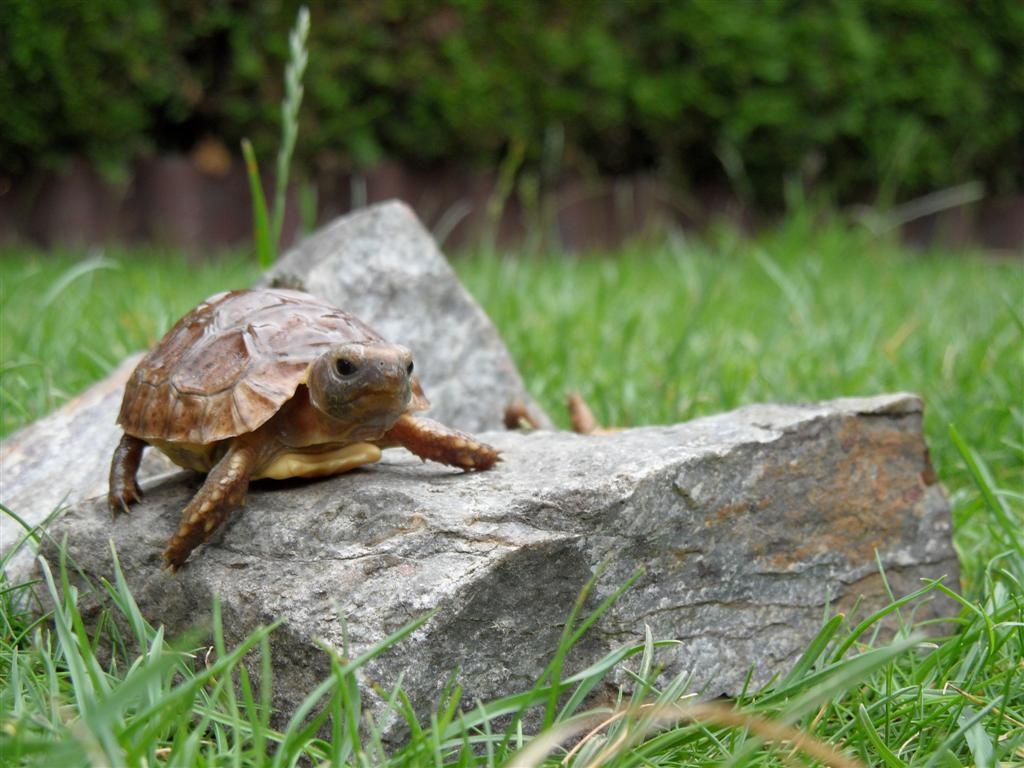 Afrikanische Landschildkröten Kinixys belliana - Reptilien - Heilbronn