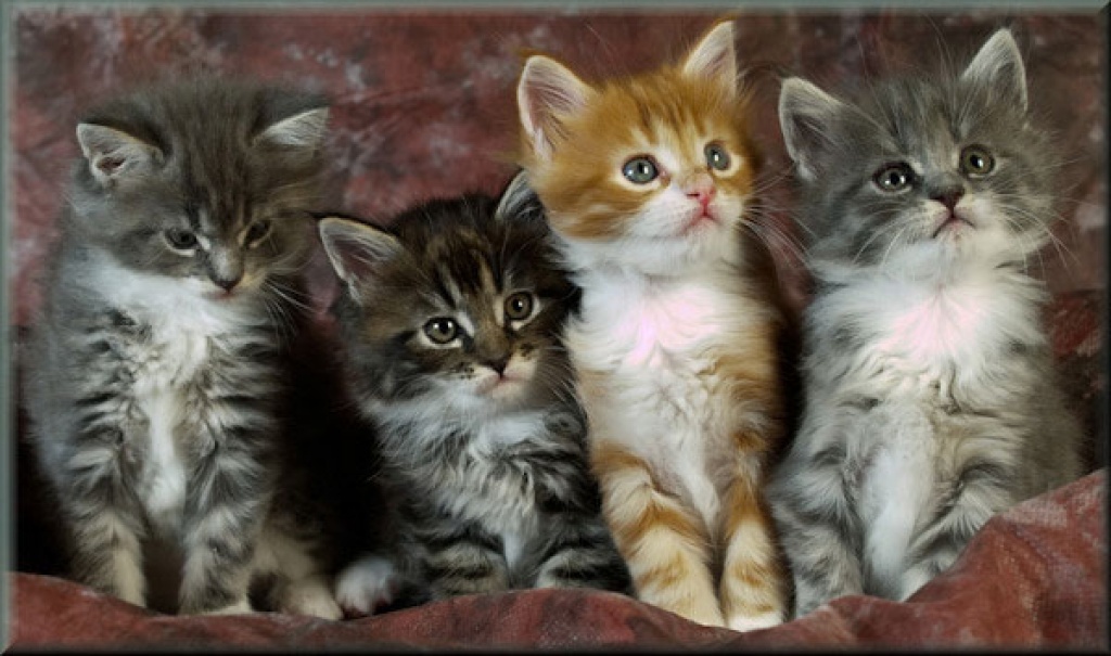 Maine Coon Schmusebabys suchen ihr neues zu Hause - Katzen - Dresden