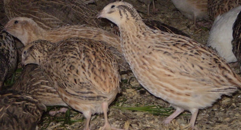 Legereife Wachteln, Legewachteln, Zwergwachteln & Zubehör - Voegel - Willsbach