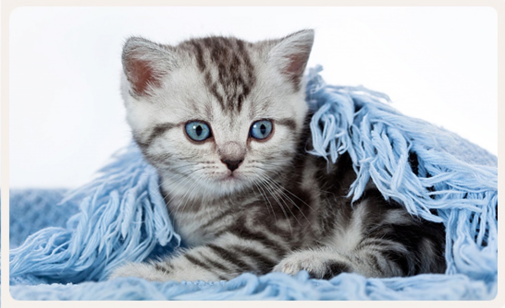 Zauberhafte BKH Kitten im Streifenkleid suchen... - Katzen - Essen