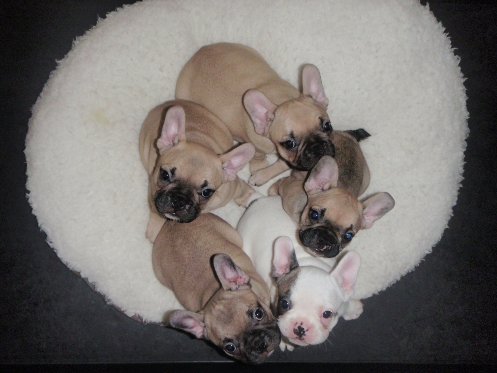 Französische Bulldoggen suchen Besitzer - Hunde - Hamburg
