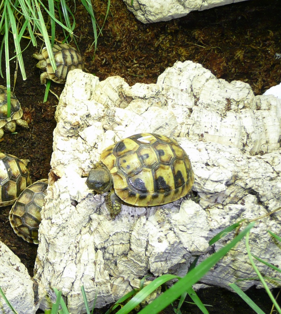 Griechische Landschildkröten Thb - Reptilien - Pfaffenhofen an der Roth