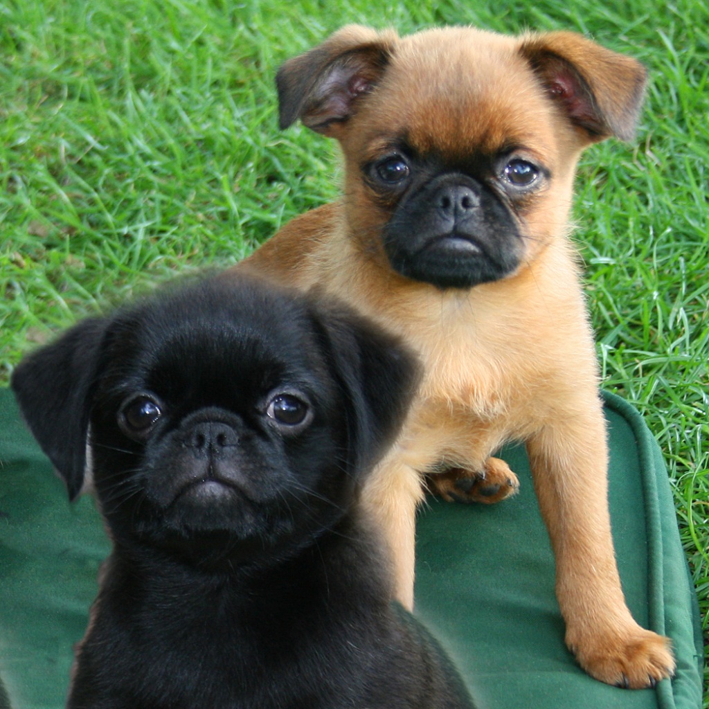 Zwerggriffon-Petit Brabancon mit FCI Papieren - Hunde - Wroclaw