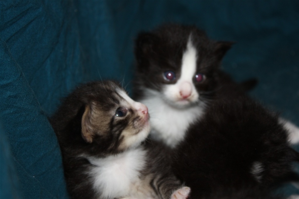 Süße Norwegische Waldkatzenbabys suche ein neues zu Hause - Katzen - Unna