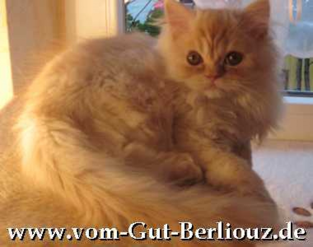 Süßes  red-smoke Perserbabys mit Nase, Stammb., PKD-, FIV+ FelV negativ - Katzen - Bad Honnef