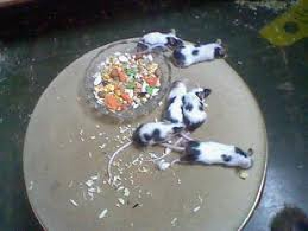 Farbmäuse zuverkaufen - Nagetiere - Rheinberg