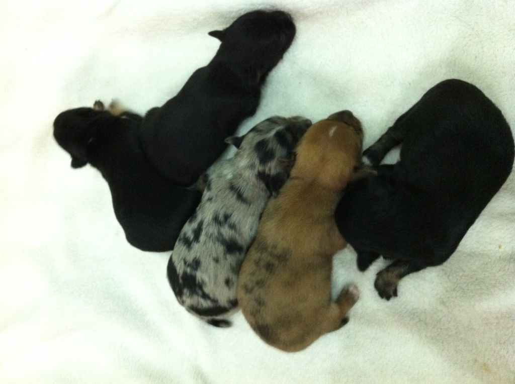 4 Chihuahuawelpen abzugeben in liebevolle Hände - Hunde - Troisdorf