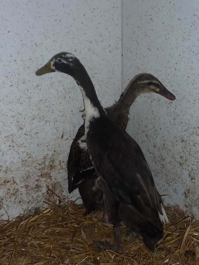 Laufenten- Päärchen abzugeben!!!! - Nutztiere - Bad Oeynhausen
