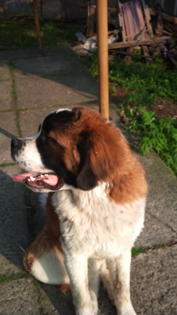 Verspielter Rüde - Hunde - Borstendorf