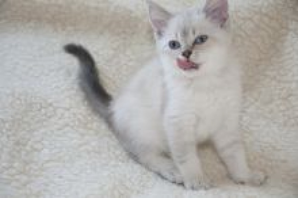 Schmusebärchen suchen neues Zuhause! - Katzen - Nürnberg