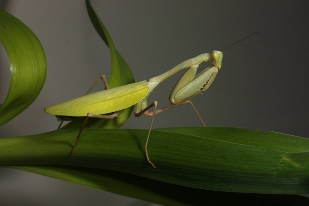 Biete verschiedene Gottesanbeterinnen - Insekten - Schweinfurt