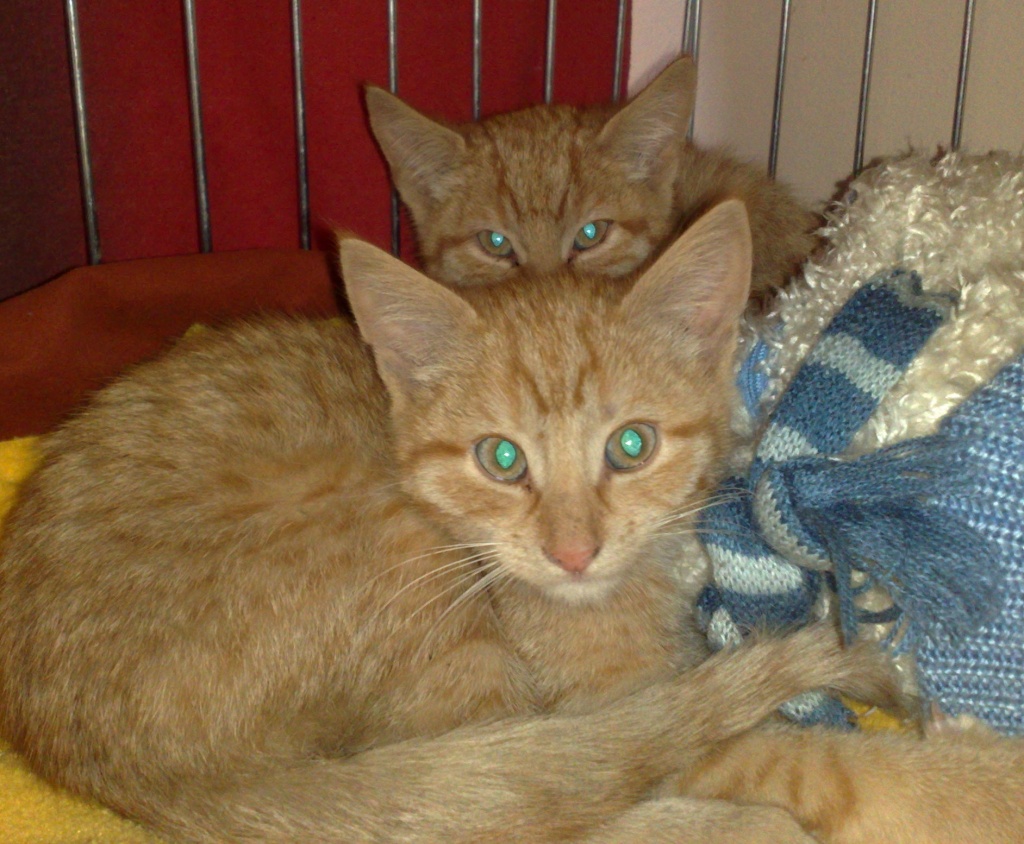 Katzenkinder suchen dringend Zuhause - Katzen - Dürrwangen