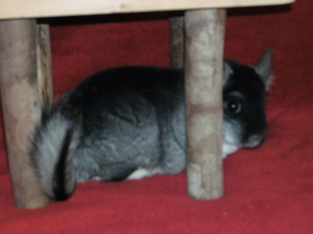 Zahme Chinchillas abzugeben - Nagetiere - Witten