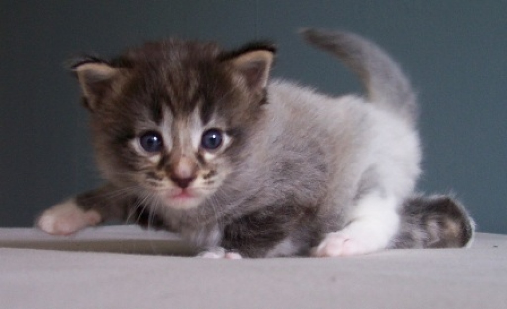 3 super schöne Norwegische Waldkatzenbabys geb.02.08.11 zu verk - Katzen - Steinbergkirche