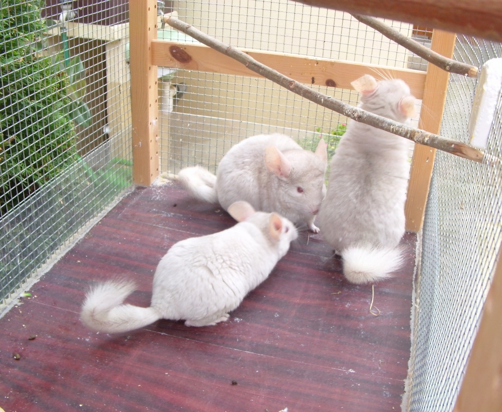 Chinchillas-Weibchen zu Verkaufen - Nagetiere - Leißling