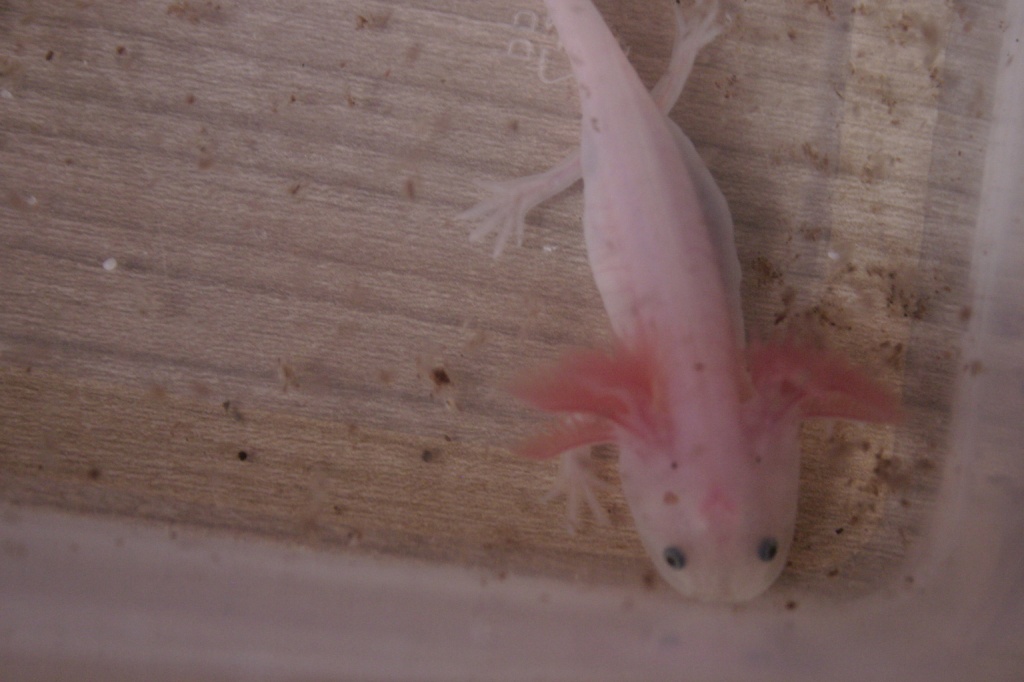 Axolotl Wildling Weissling Albino - Amphibien - Dresden