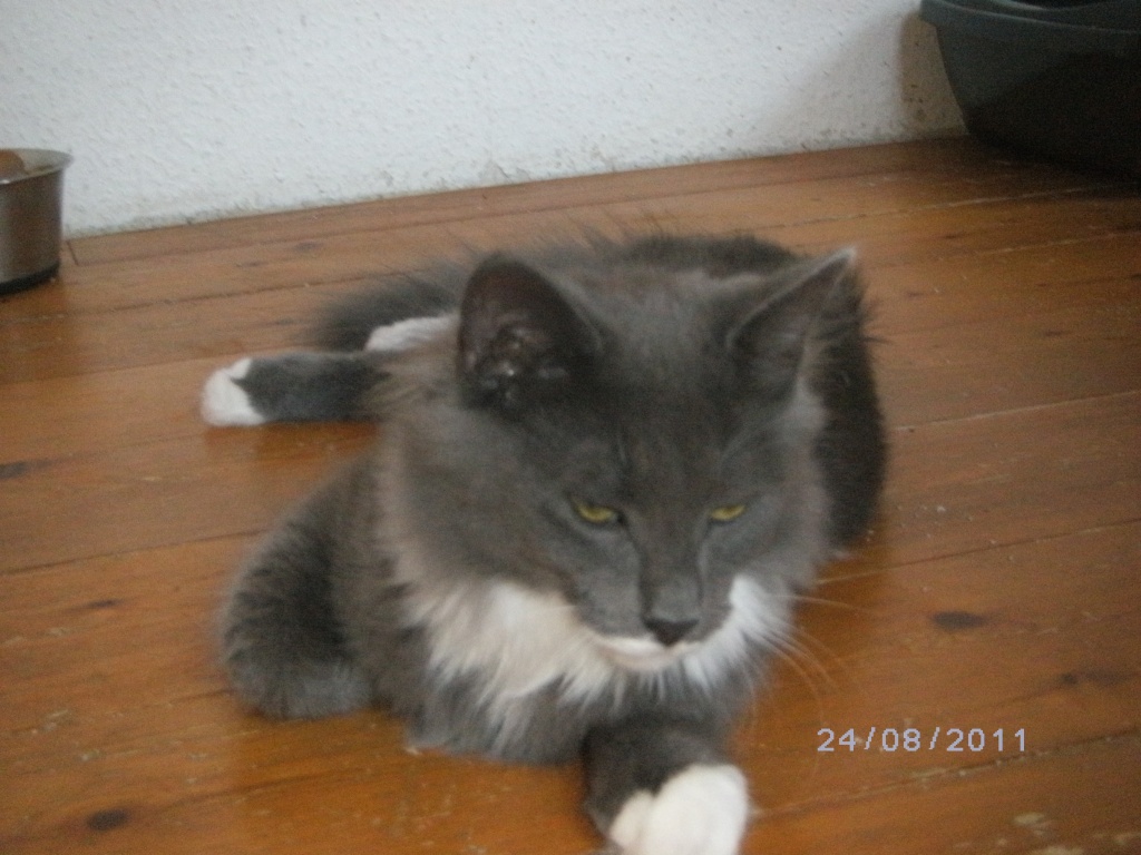 Norwegische Waldkatzen - Katzen - Reutlingen