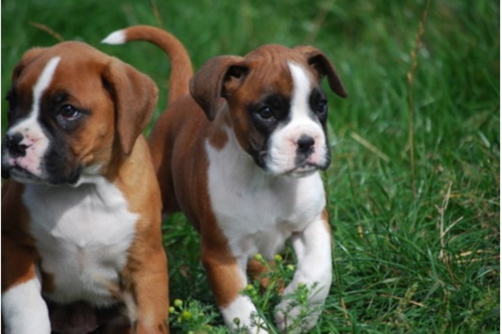 Reinrassig Boxerwelpen - Hunde - Brückstr. 21, Dortmund