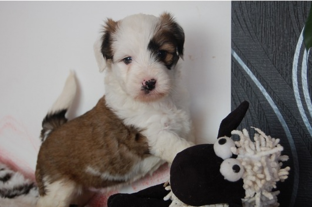 Wunderschöne Tibet Terrier Welpen - Hunde - Kassel