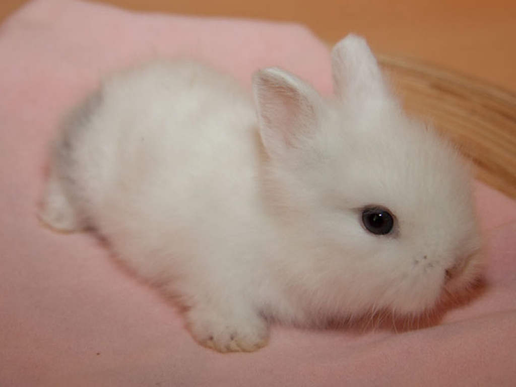 Teddyzwerge Kaninchenbabys aus Hamburger Hobbyzucht - Nagetiere - Hamburg