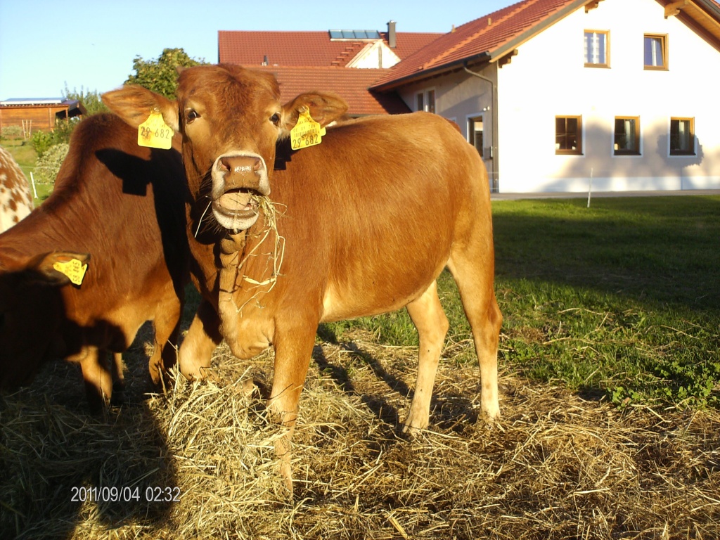 Zwei schöne Zwerg Zebukälber abzugeben - Nutztiere - Aholming