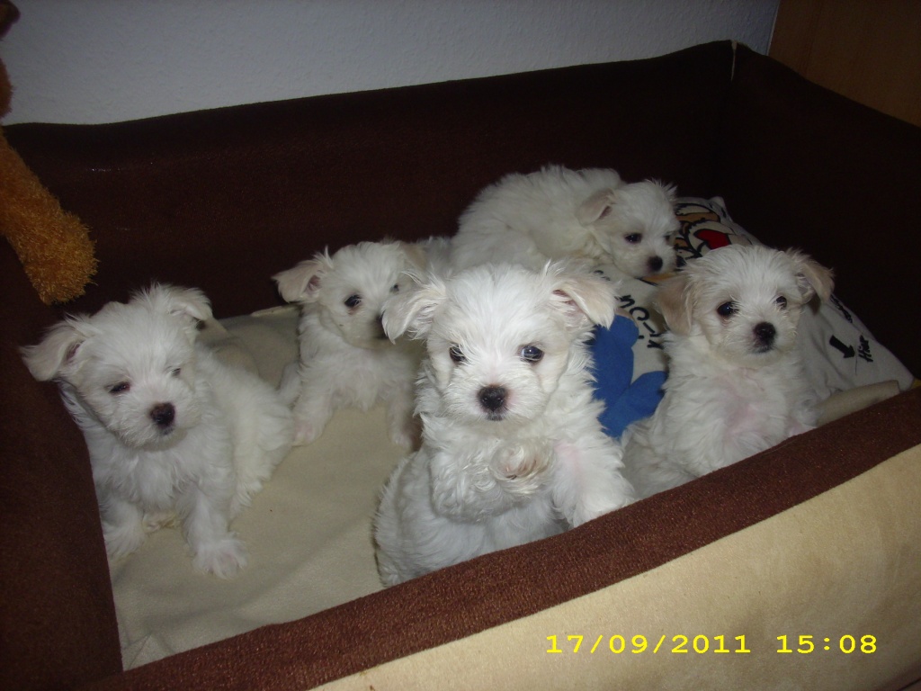 Malteser Welpis - Hunde - Trams
