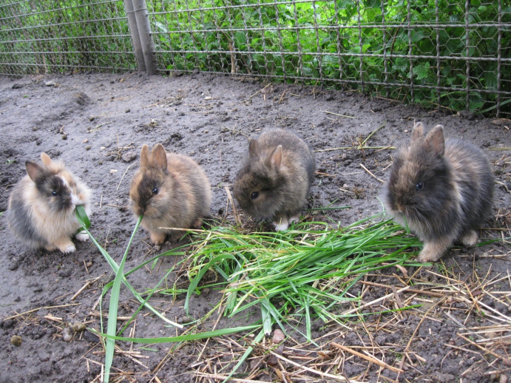 11 süsse Löwenköpfchen abzugeben - Nagetiere - Neukyhna
