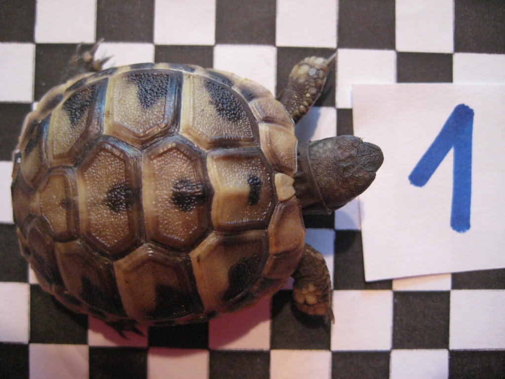 Griechische landschildkrötenbabies mit papieren - Reptilien - Karlskron