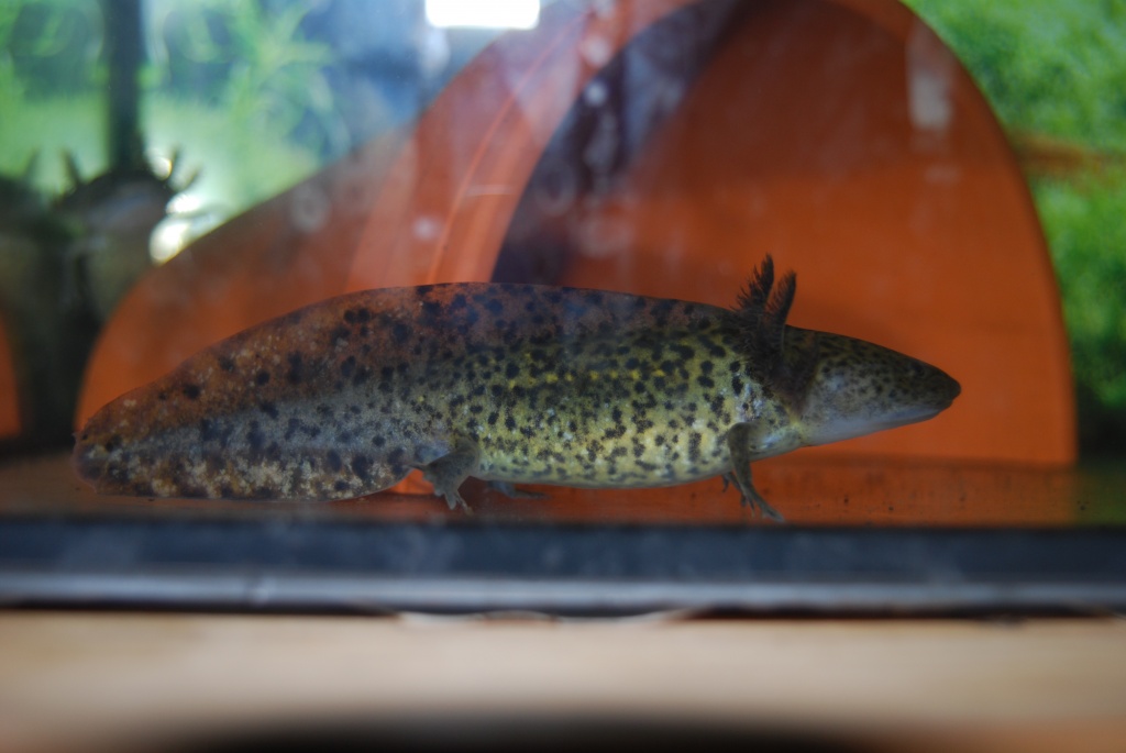 Axolotl aus Nachzucht abzugeben - Amphibien - Wedemark