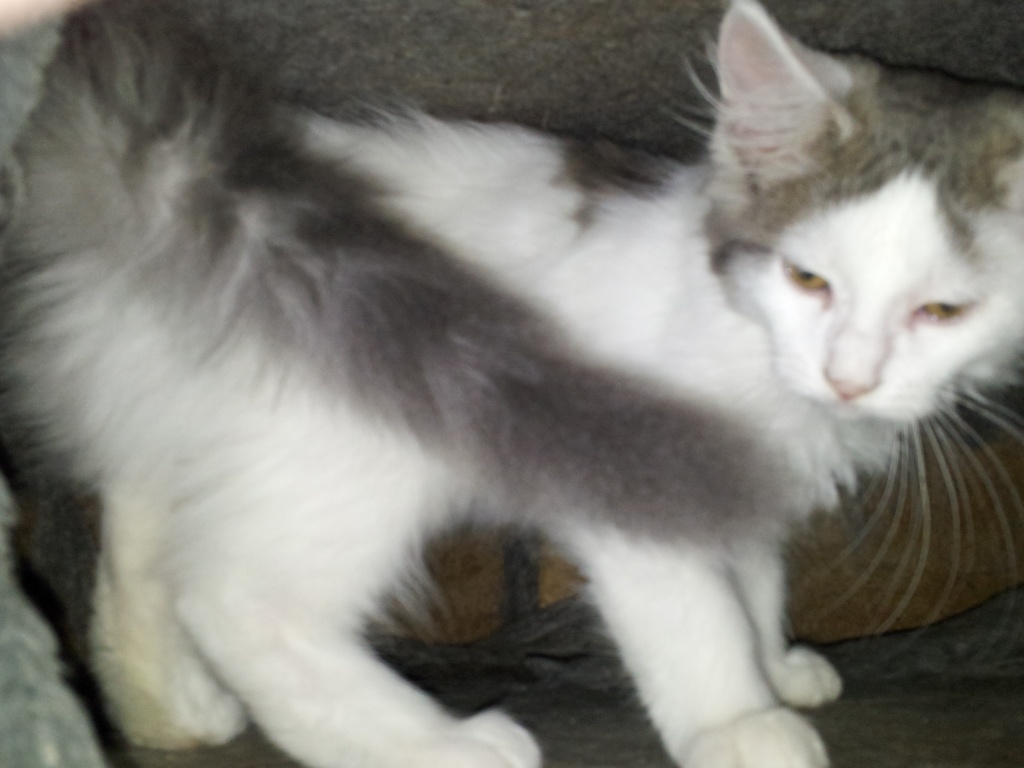 Norwegische Waldkatze 3 Monate jung - Katzen - Köln