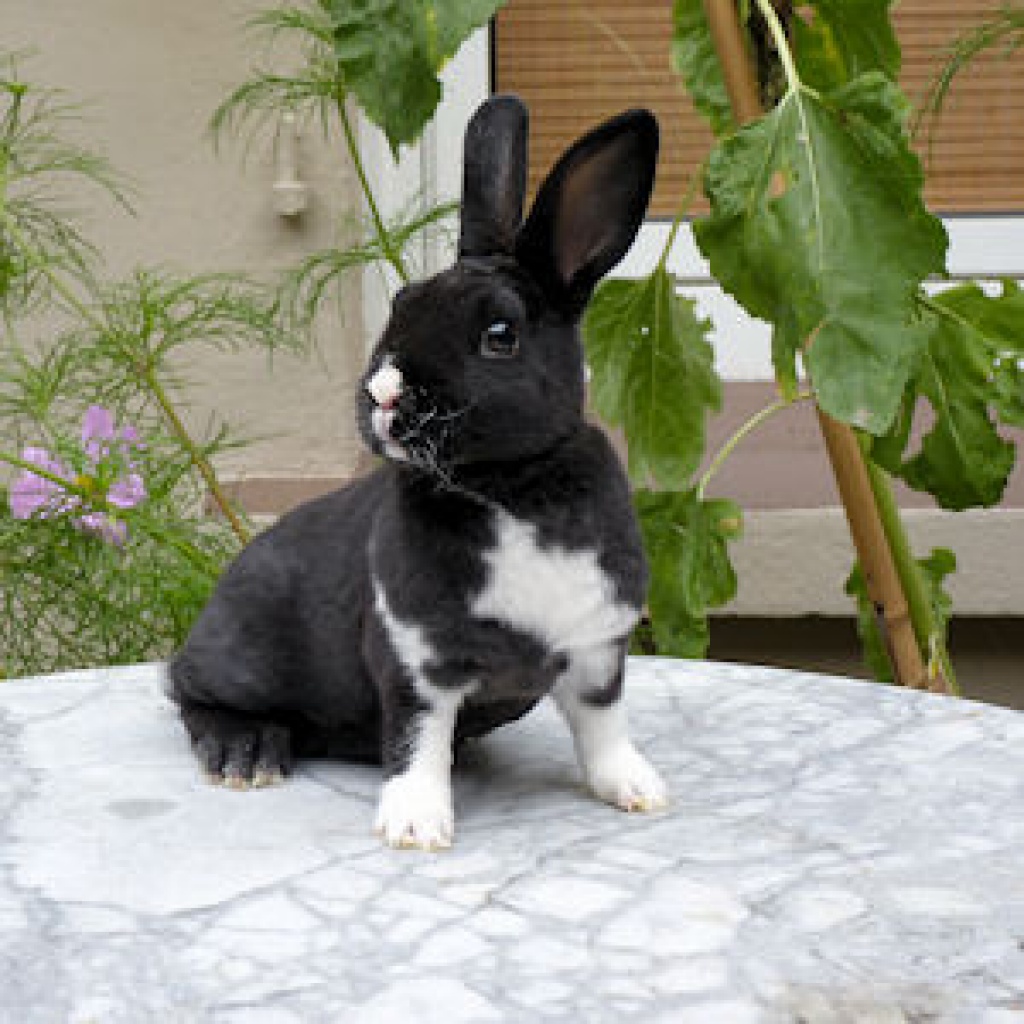 Junge Zwergrexe - Nagetiere - Rheine