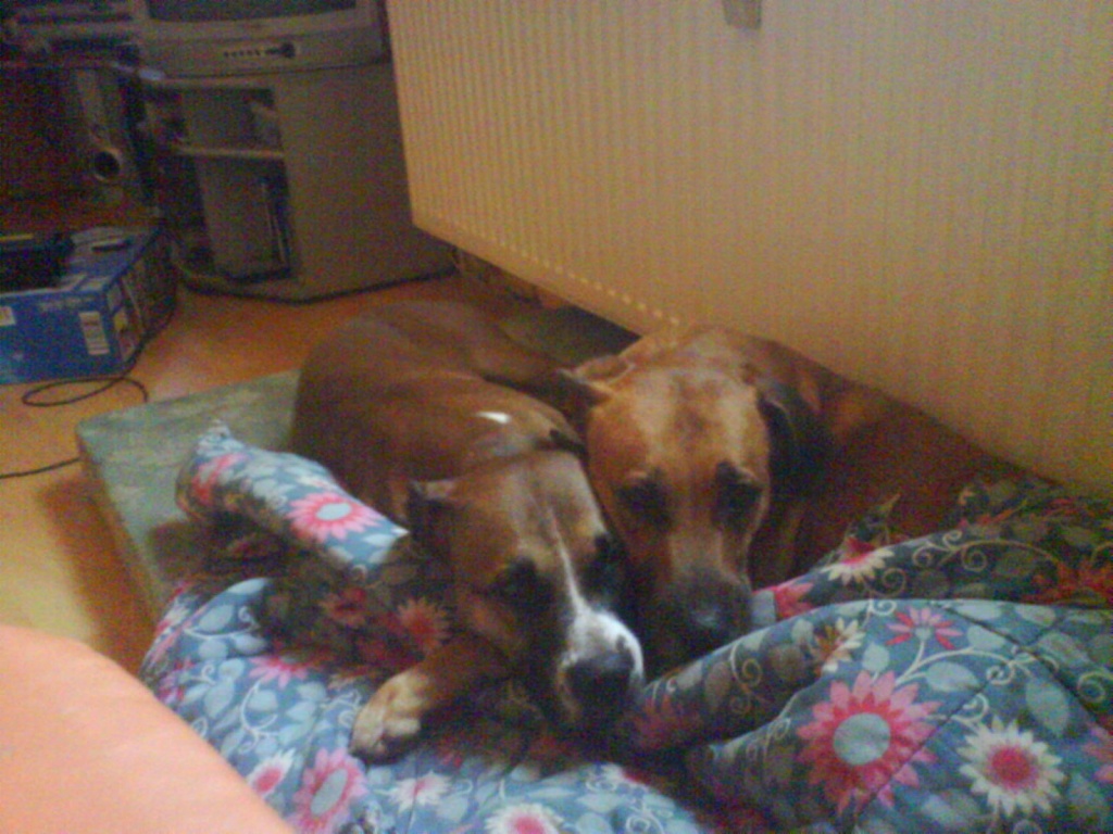 Suche dringend Pflegschaft für meine zwei Hunden für drei Monate - Pflegestellen - Petershagen