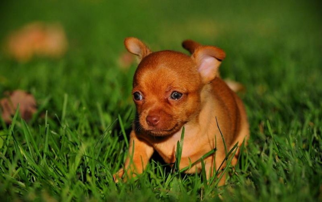 Reinrassige 12 Wochen alte Mini Chihuahua-Welpen mit papieren zu verkaufen - Hunde - Hamburg