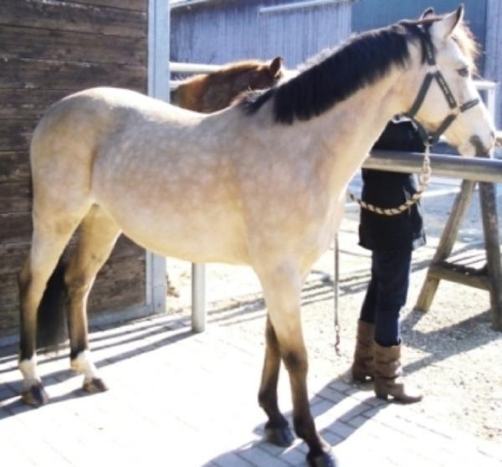 Deutsches Reitpony zu verkaufen - Pferde - Berlin