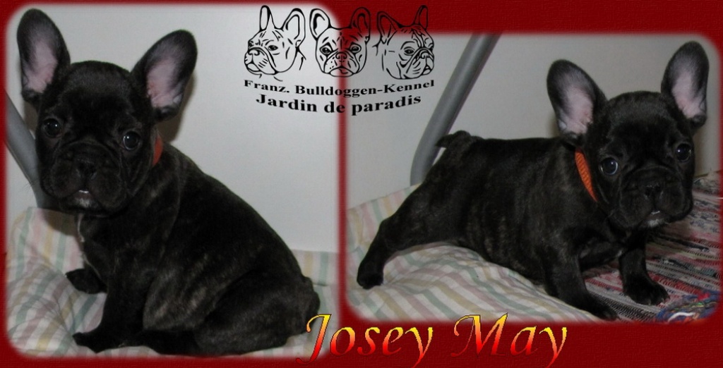 Französische Bulldoggen aus dt.Zucht in black brindle - Hunde - Ulrichstein