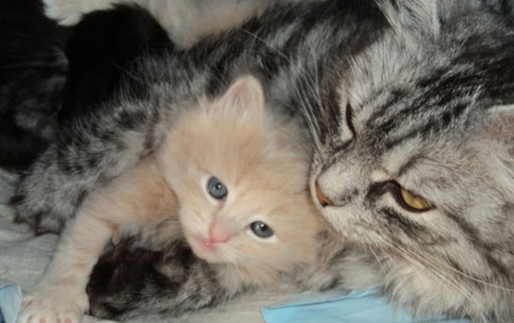 Sibirientaigas-15 Jahre Sibirische Katzen - Katzen - Heusweiler