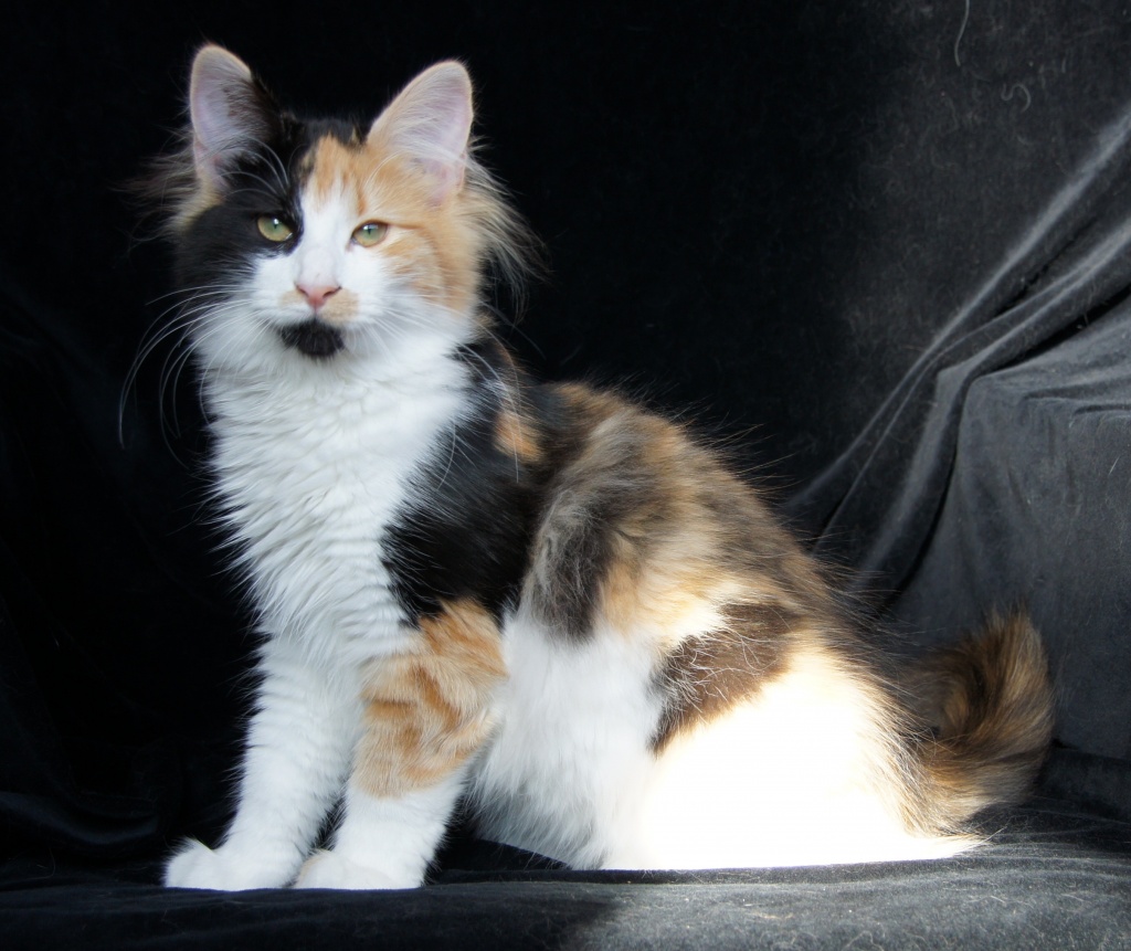 Norwegische- Waldkatzen abgabebereit! - Katzen - Grafschaft
