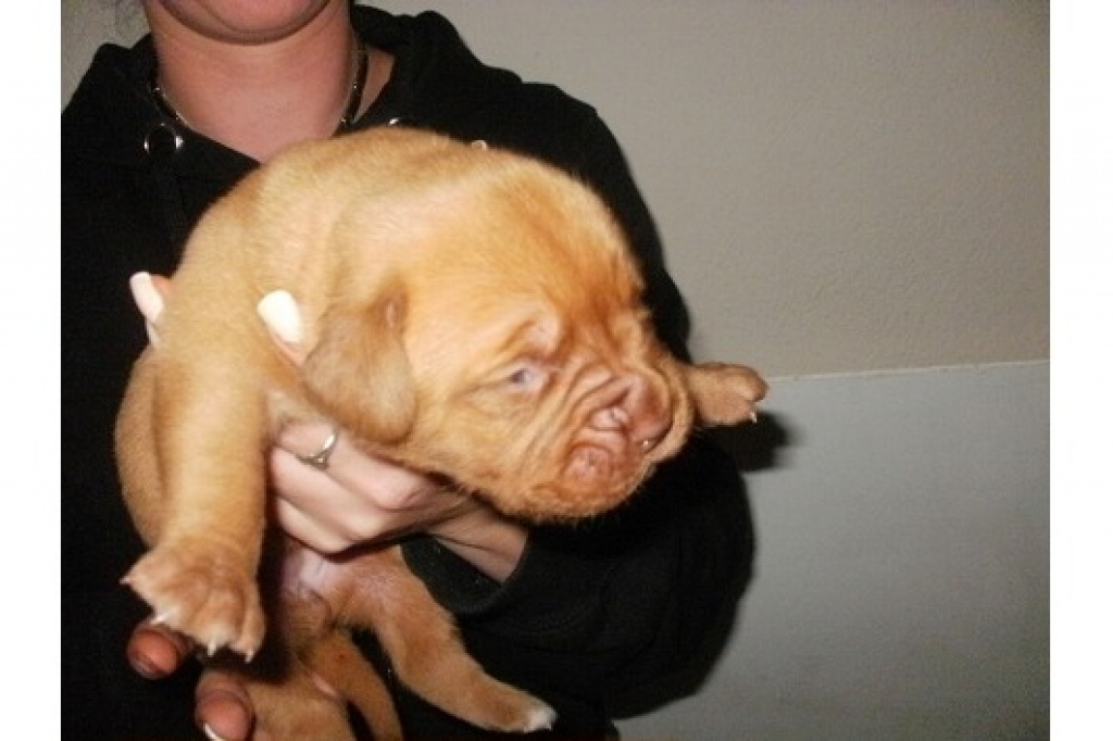 Noch 4 supper knufige babys abzugeben! - Hunde - Lübeck