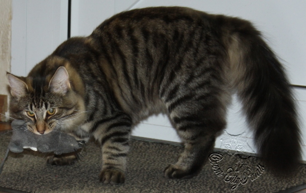 Schmuseparadies gesucht - Katzen - Duisburg
