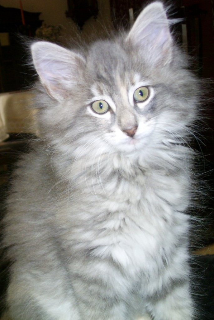 Norwegische Waldkatzenkitten zu verkaufen - Katzen - Jübek